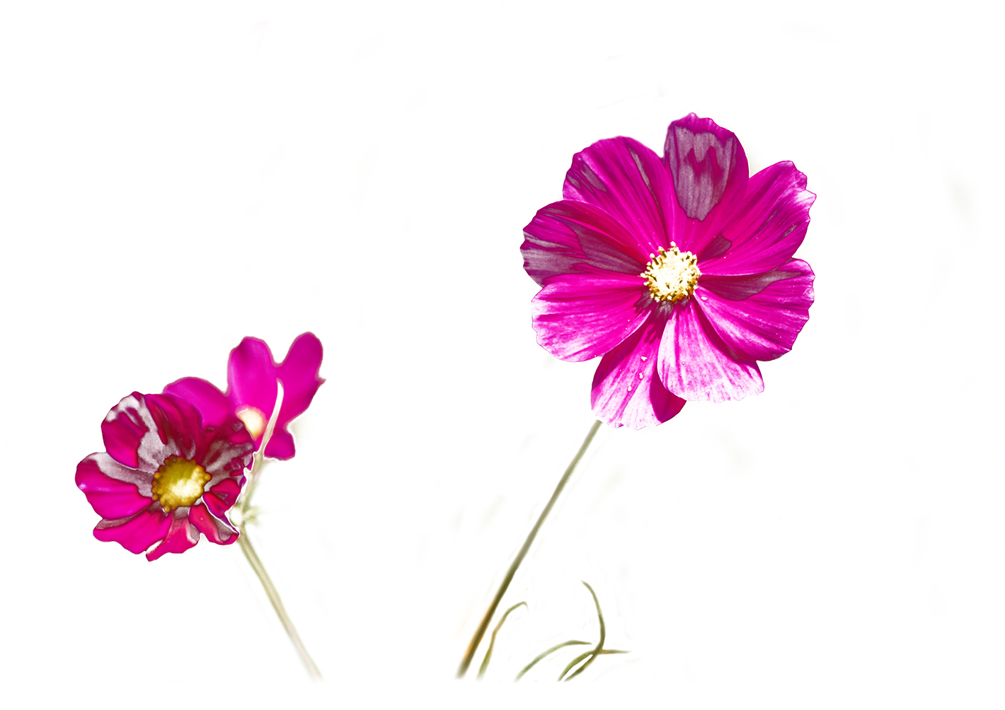 cosmos-flower-placemat-9